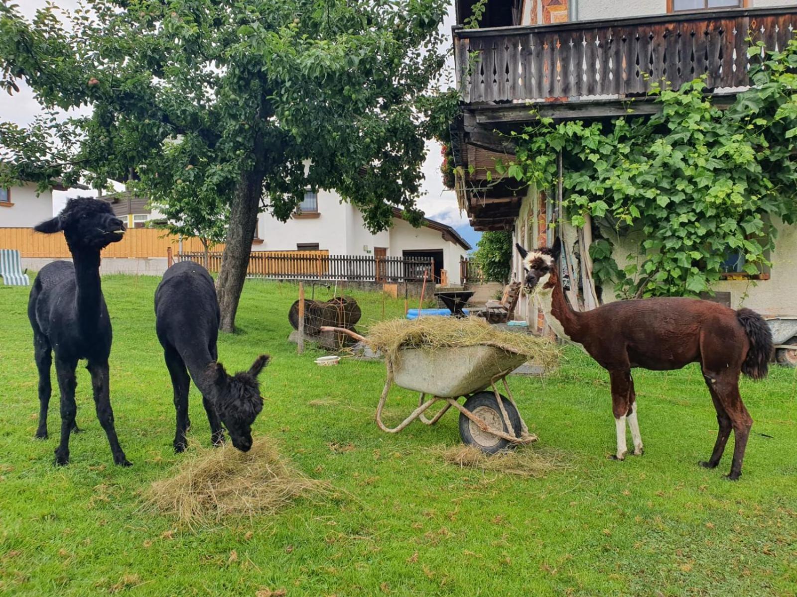 Apartmán Tuschnhof Rinn Exteriér fotografie