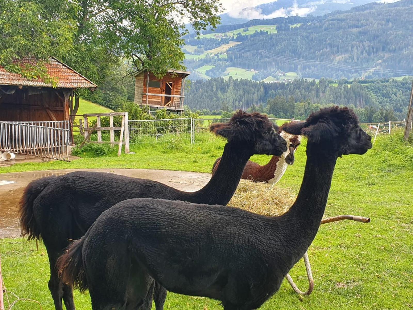 Apartmán Tuschnhof Rinn Exteriér fotografie